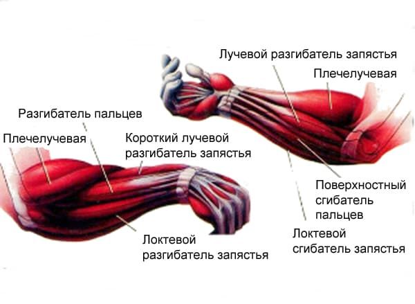 Какие мышцы качаются эспандером ручным круглым